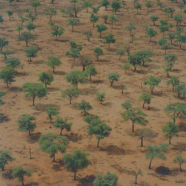 Forests grow in the Sahel Desert.